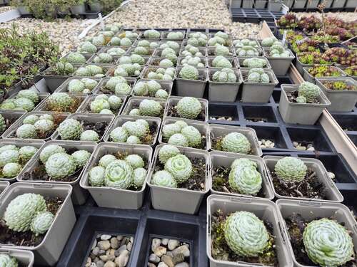 Bild von Sempervivum x-cult. Sirius