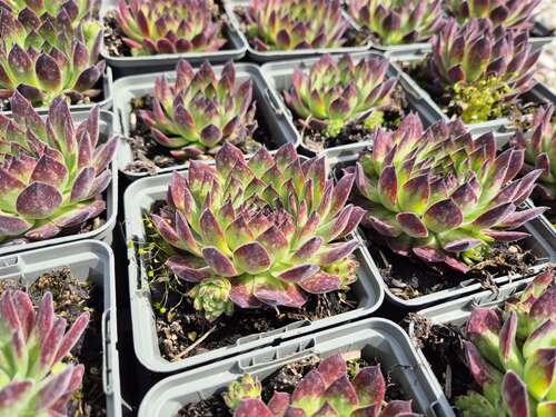 Bild von Sempervivum tectorum Atroviolaceum