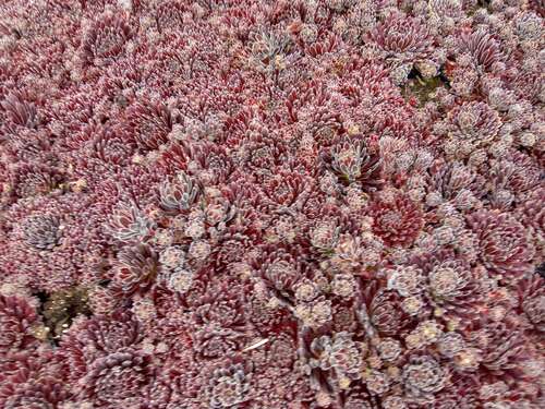 Bild von Sempervivum tectorum Met.Giganteum