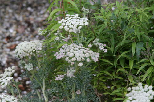 Bild von Seseli gummiferum