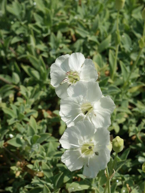 Bild von Silene uniflora Weißkehlchen
