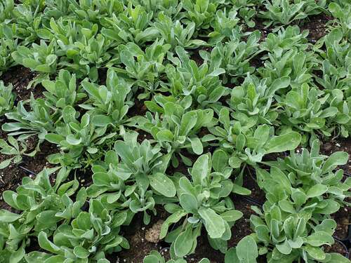 Bild von Aurinia saxatile Sulphureum