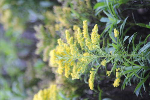 Bild von Solidago virgaurea Goldzwerg