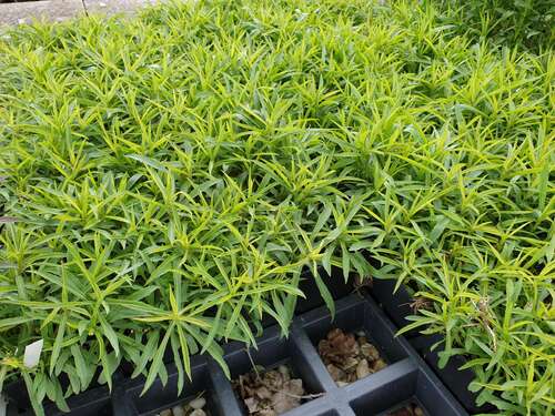 Bild von Garten-Goldrute