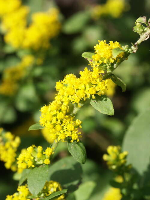Bild von Solidago sphacelata Golden Fleece