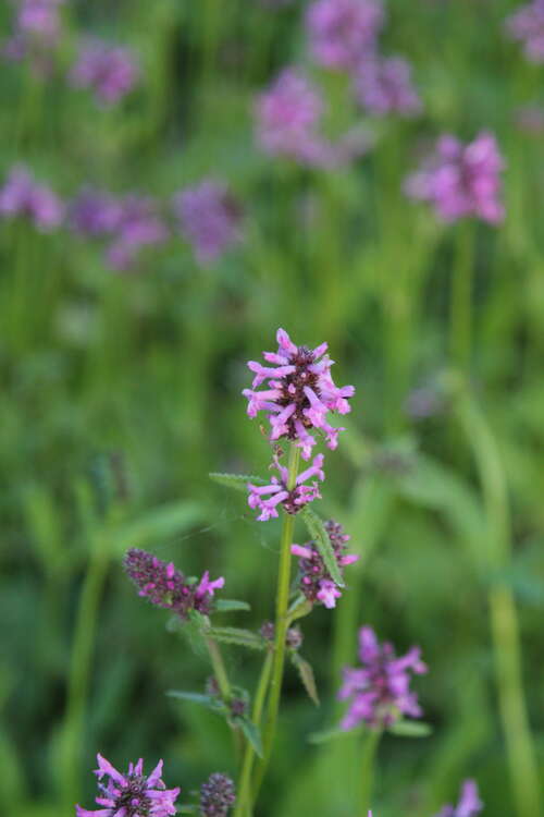 Bild von Stachys officinalis
