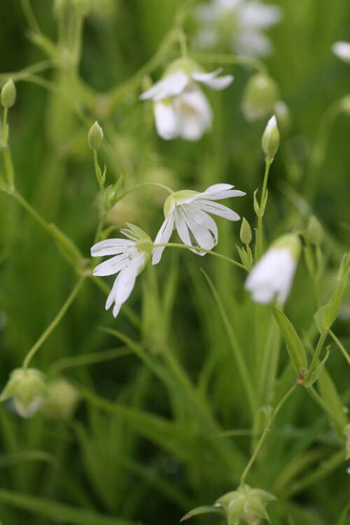 Bild von Stellaria holostea