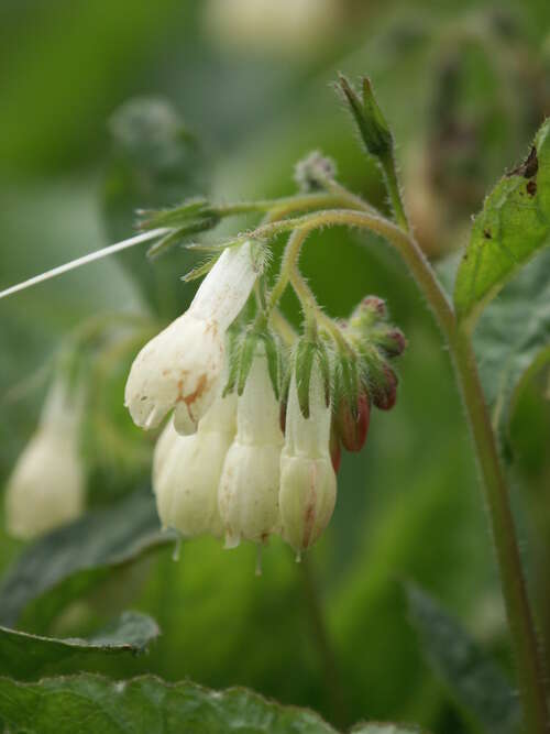 Bild von Symphytum grandiflorum
