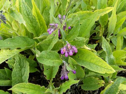 Bild von Arznei-Wallwurz