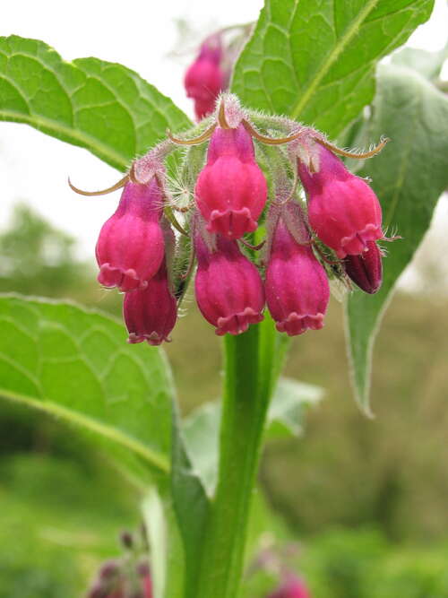 Bild von Symphytum officinale Moulin Rouge