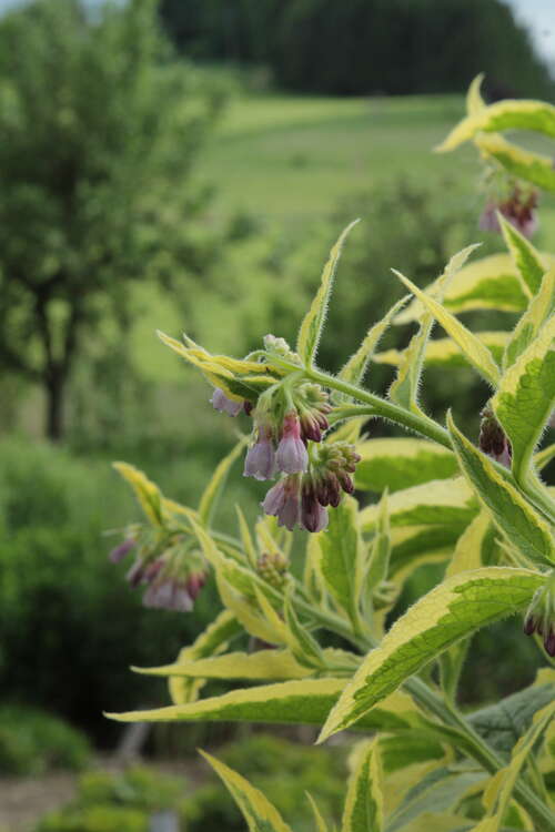 Bild von Symphytum x-uplandicum Axminster Gold