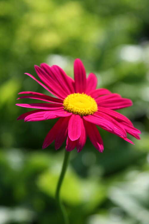 Bild von Bunte Garten-Margerite