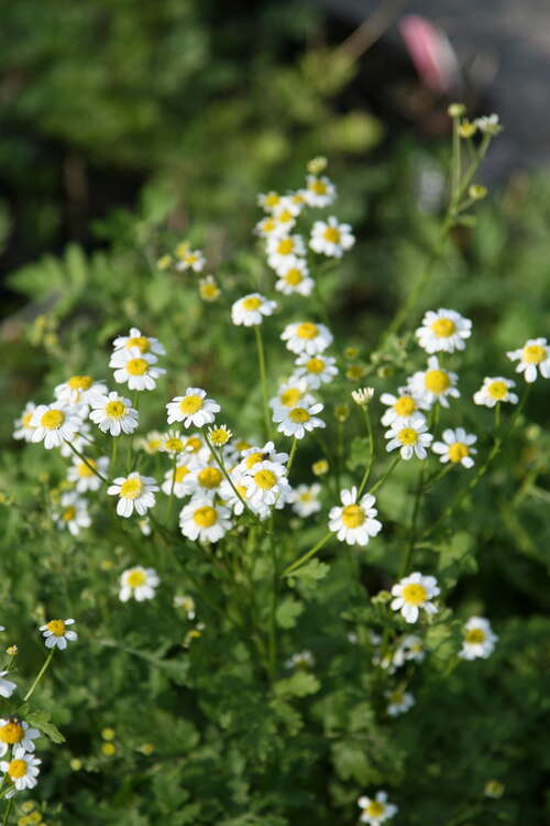 Bild von Tanacetum parthenium