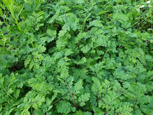 Bild von Tanacetum vulgare