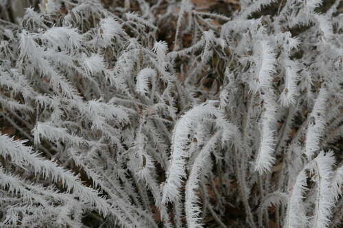 Bild von Amsonie, Röhrenstern