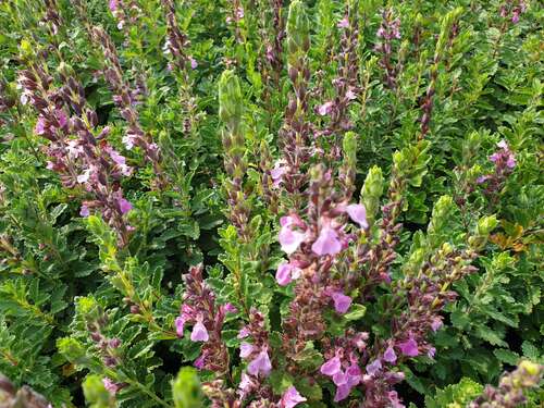 Bild von Teucrium chamaedrys