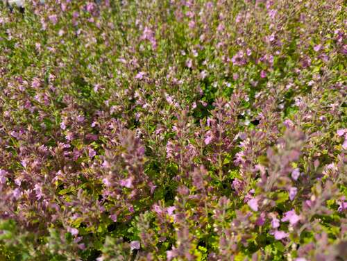Bild von Teucrium chamaedrys Nanum