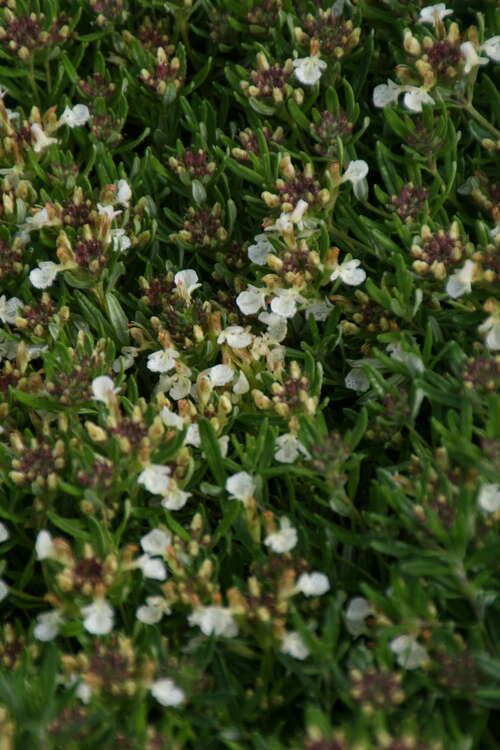 Bild von Berg-Gamander