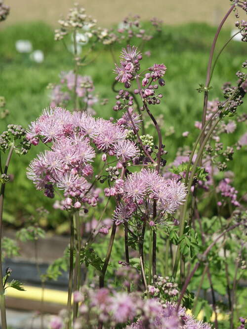 Bild von Thalictrum aquilegifolium