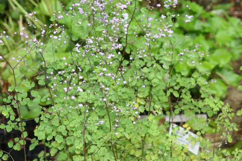 Bild von Thalictrum dipterocarpum