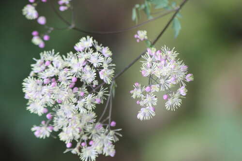 Bild von Thalictrum rochebrunianum Elin