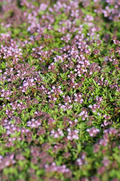 Bild von Zitronen-Thymian