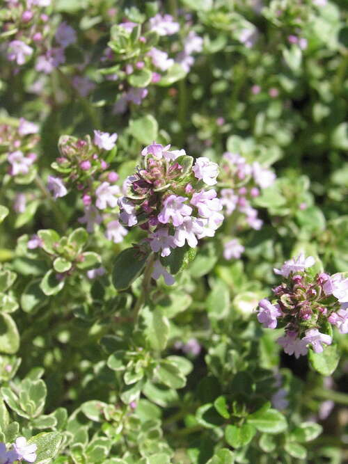 Bild von Thymus x-citriodorus Silver-Queen