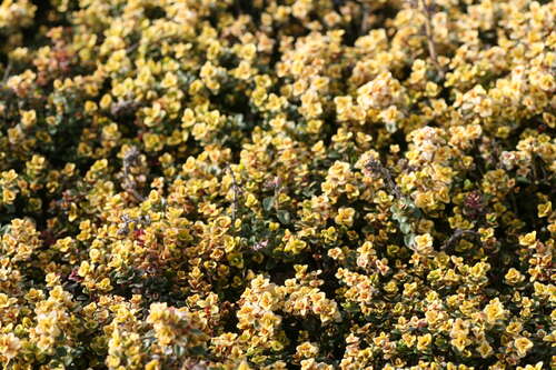 Bild von Thymus x-citriodorus Doone-Valley
