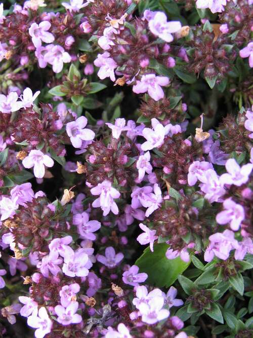 Bild von Thymus herba baronae var.citriodora
