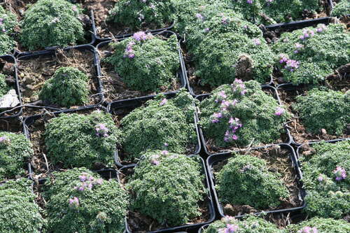 Bild von Thymus praecox Minor