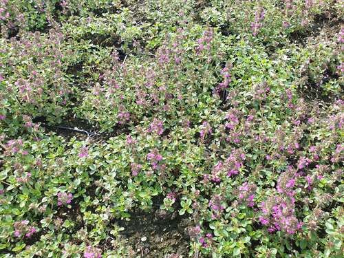 Bild von Thymus praecox Purpurteppich