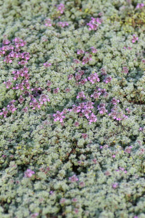 Bild von Sand-Thymian