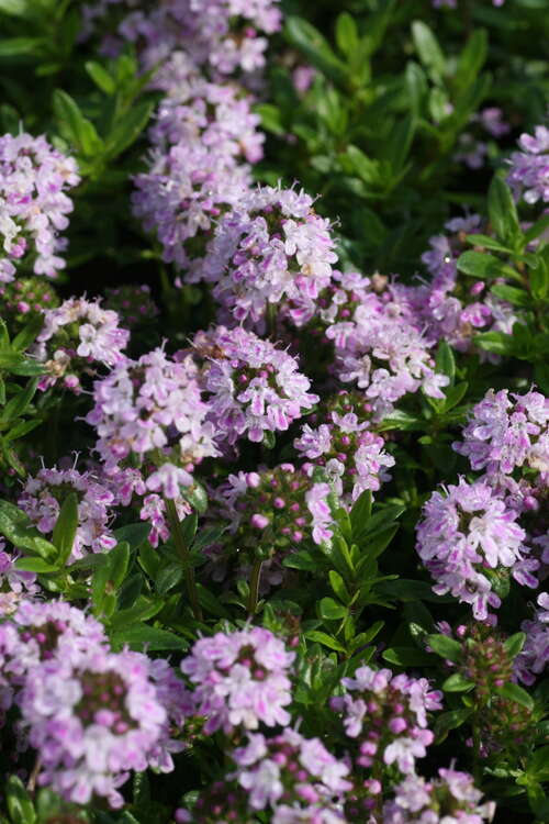 Bild von Thymus longicaulus ssp.odoratus