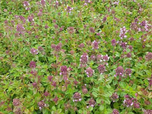 Bild von Thymus pulegioides subsp. montanus