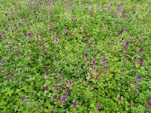 Bild von Thymus serpyllum