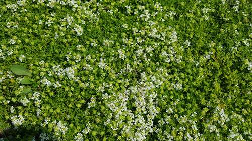 Bild von Thymus praecox Amade