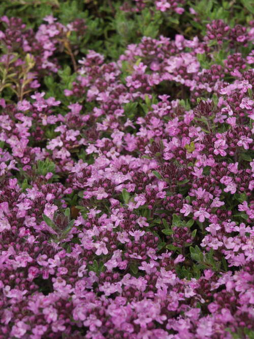 Bild von Garten-Thymian