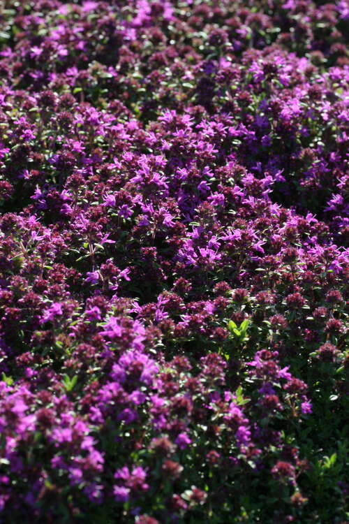 Bild von Thymus praecox Creeping Red