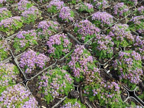 Bild von Thymus praecox Pygmaeus