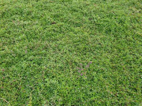 Bild von Thymus serpyllum Magic Carpet