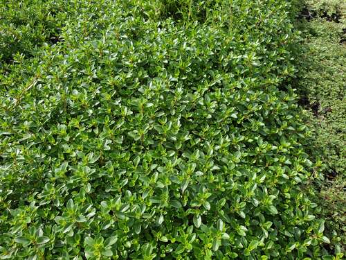 Bild von Thymus vulgaris Cromwell Auslese