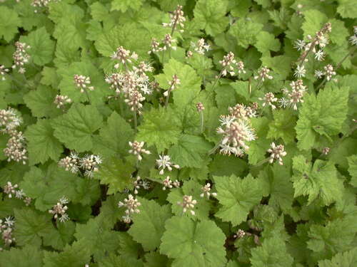 Bild von Tiarella cordifolia