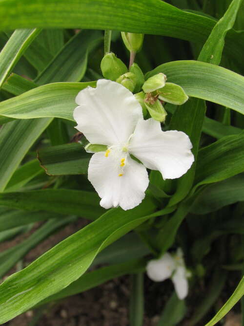 Bild von Tradescantia x-anders. Innocence