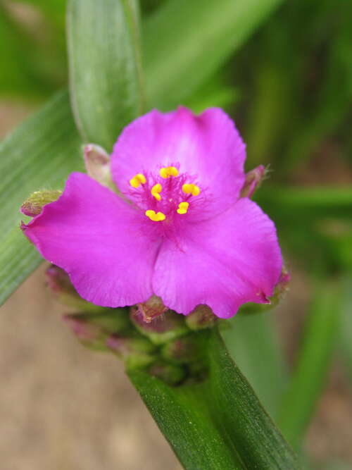 Bild von Tradescantia x-anders. Karminglut