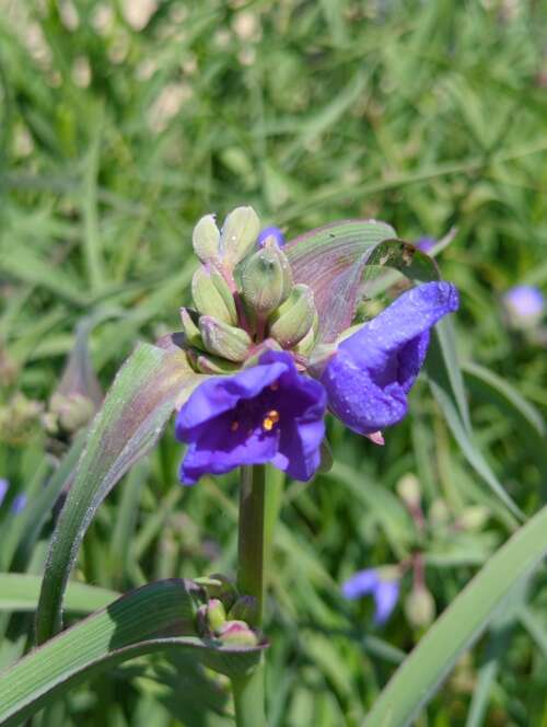 Bild von Tradescantia ohiensis