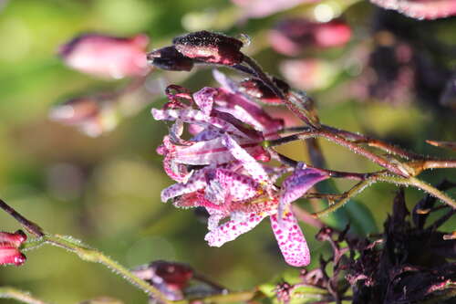 Bild von Tricyrtis formosana