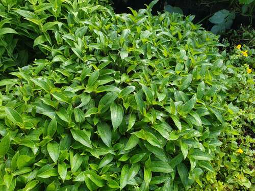 Bild von Tricyrtis x-cult. Taiwan Adban