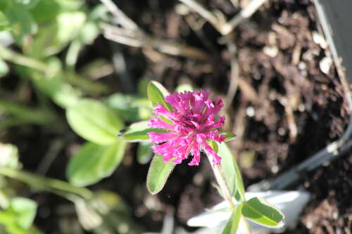 Bild von Hügel-Klee