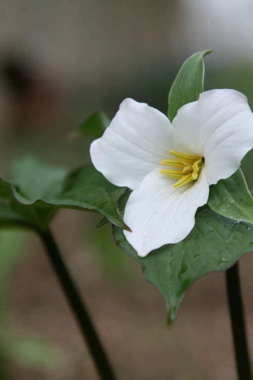 Bild von Dreizipfellilie