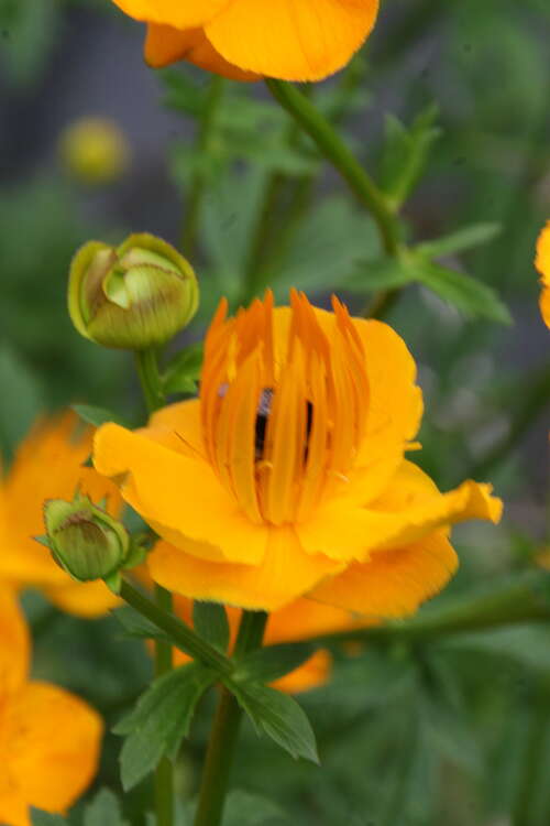 Bild von Trollius chinensis Golden Queen